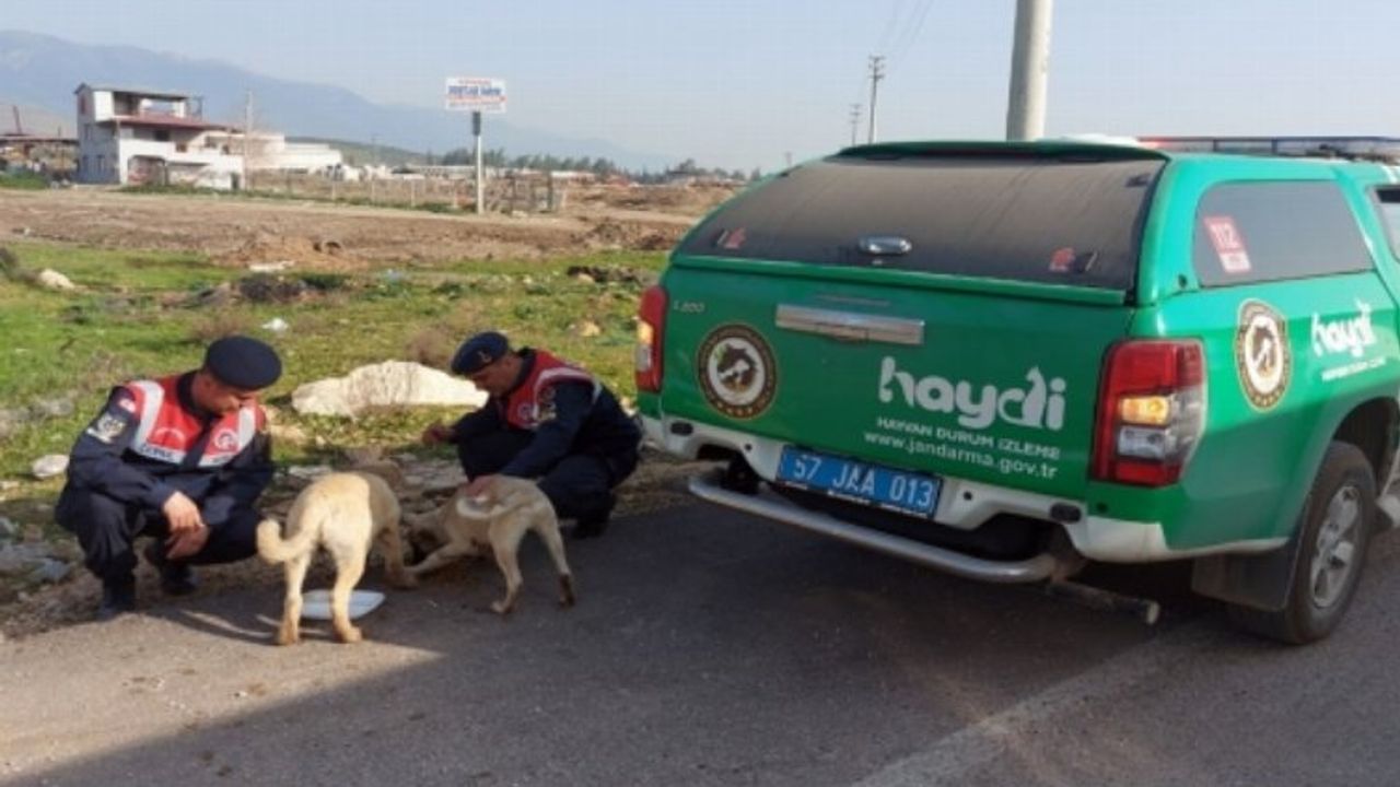 Sinop'ta afet bölgesindeki hayvanlara Jandarma'dan mama desteği